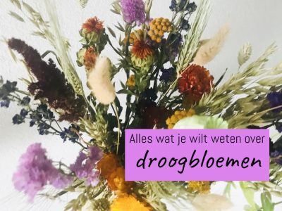 blog droogbloemen verzorging