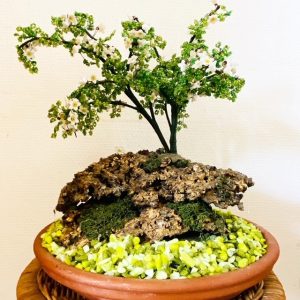 Bonsai kralenboom