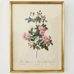 vintage schilderij roze roos
